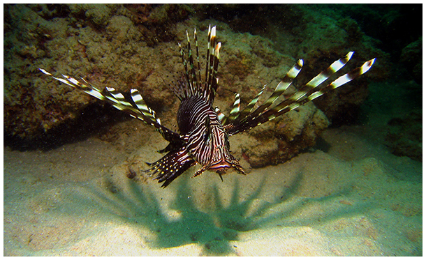 thailand diving